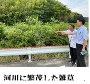 河川の雑草
